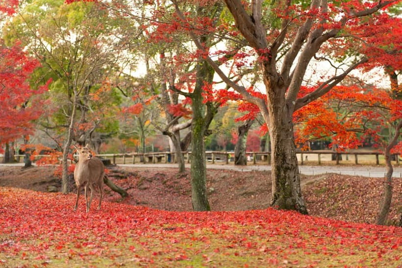 Kyoto/Osaka: Nara, Fushimi Inari Taisha, Arashiyama Bus Tour - What to bring and who should skip it