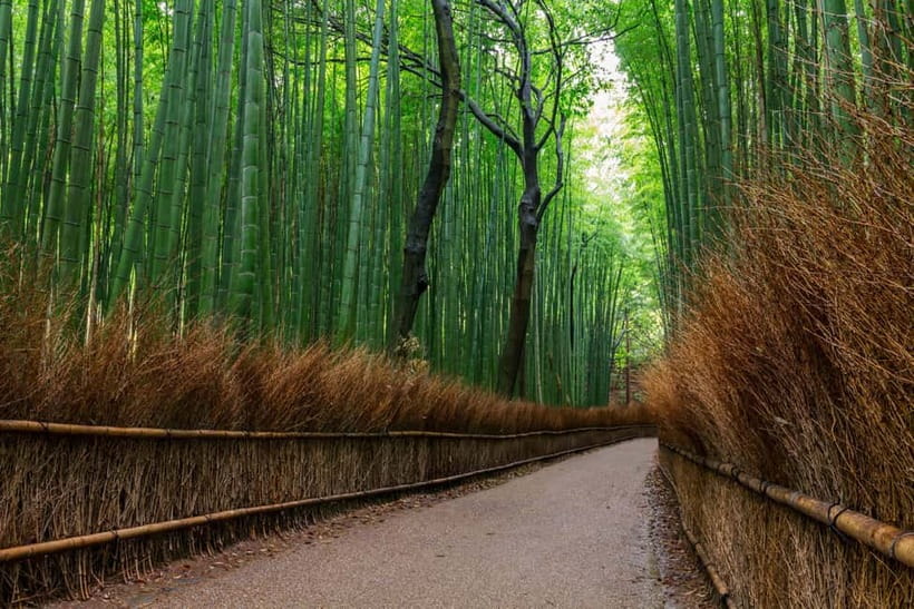 Kyoto/Osaka: Nara, Fushimi Inari Taisha, Arashiyama Bus Tour - Nara Park and the famous deer