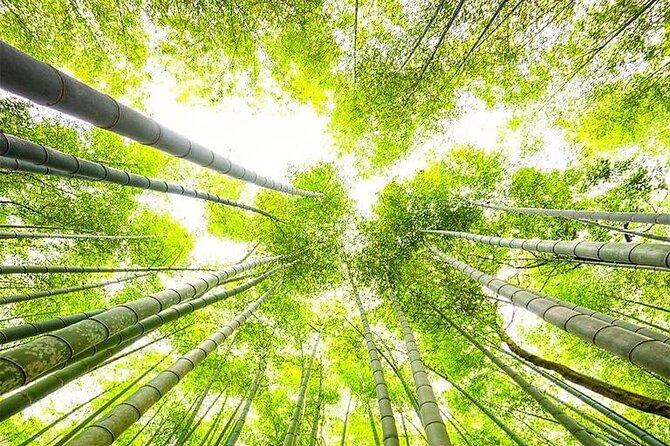 Kyoto, Osaka, Nara Private Tour by Car English Driver Guide - Timing, weather, and practical comfort