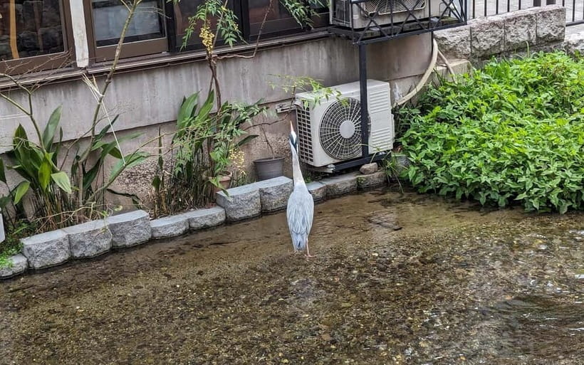 Kyoto: Personalize, private tour (3h, 5h, 8h) [W/Car Option] - Why the local conversation matters