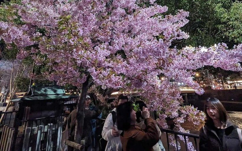 Kyoto: Personalize, private tour (3h, 5h, 8h) [W/Car Option] - Timing the tour for light and heat