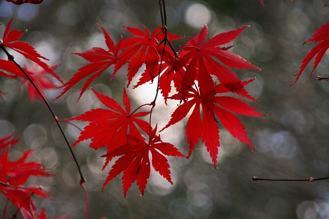 Kyoto: Private Flexible 3 hours tour with a local guide - A Kyoto tour that changes with your priorities