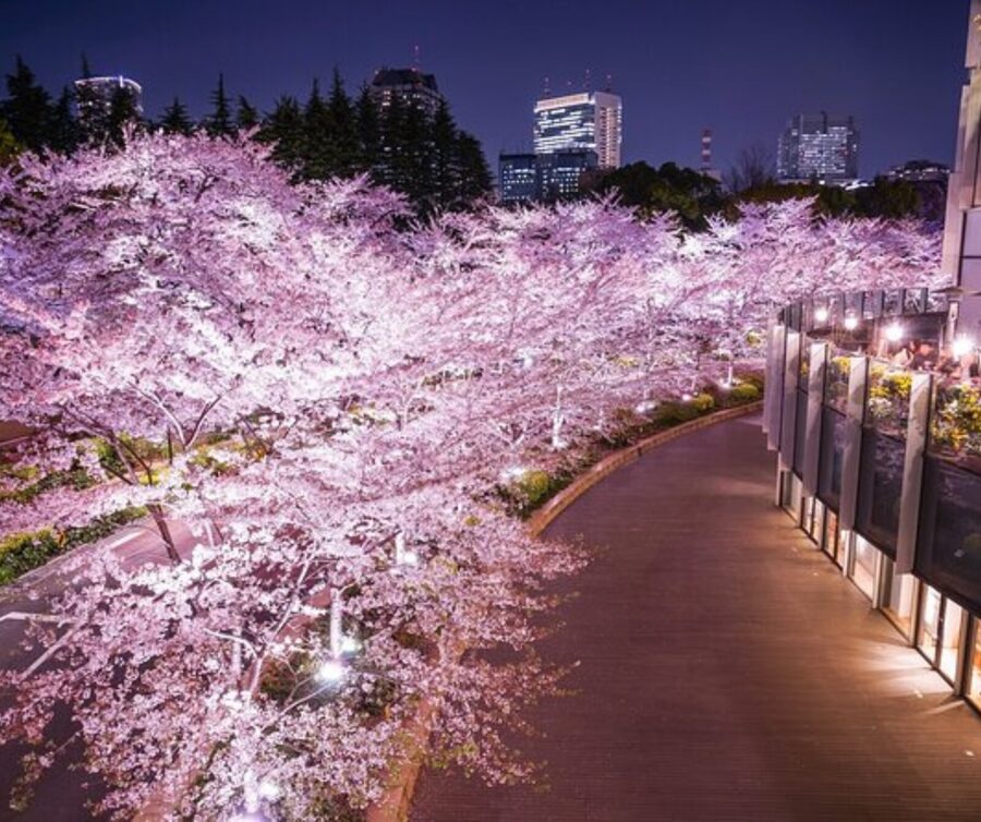 Kyoto: Private Highlights Tour with Guide and Luxury Vehicle - Your guide matters more than the vehicle