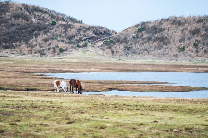 Kyushu: Aso Vocano, Grassland,Onsen and Aso shrine 1-Day Tour - Ending at Kurokawa Onsen