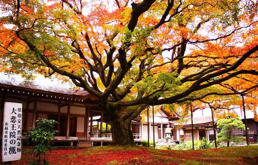 Kyushu Tour From Fukuoka: Itoshima Nature & Coastal Scenery - Sakurai Futamigaura’s Couple Stones