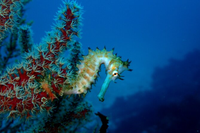 Let's enjoy Scuba diving in Izu Peninsula for certificate Diver - Why Izu Oceanic Park is a strong choice for certified divers