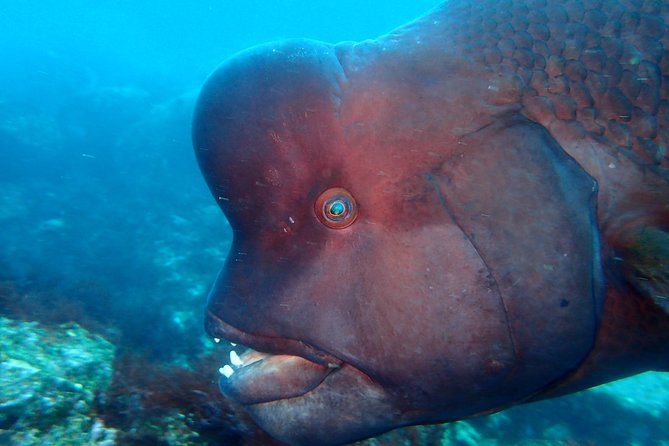 Let's enjoy Scuba diving in Izu Peninsula for certificate Diver - Getting ready with Dive Dream