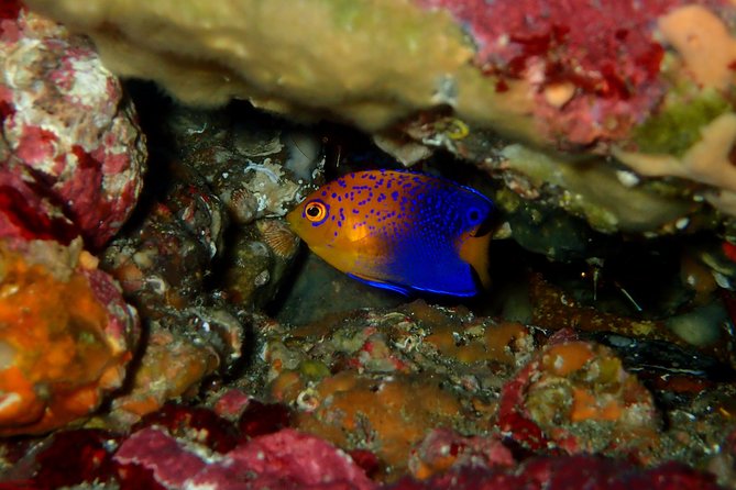 Let's enjoy Scuba diving in Izu Peninsula for certificate Diver - Two tanks and a changing underwater plan