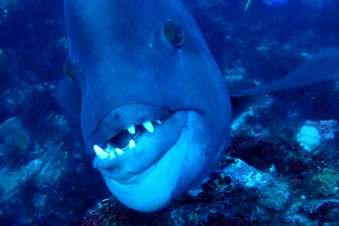 Let's enjoy Scuba diving in Izu Peninsula for certificate Diver - The marine life to watch for