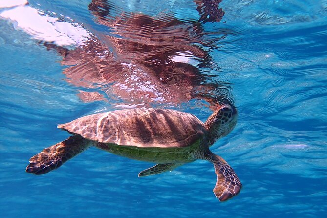 [Miyako Island/Half Day] Sea Turtle Snorkeling - Price and what you actually receive for $45.76
