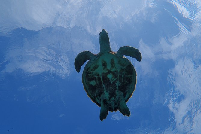 [Miyako Island/Half Day] Sea Turtle Snorkeling - Timing, transport, and language