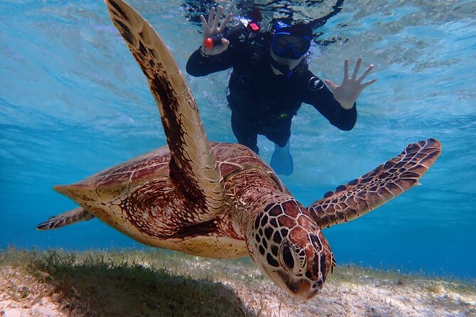 [Miyako Island/Half Day] Sea Turtle Snorkeling - Weather, tide, and safety rules