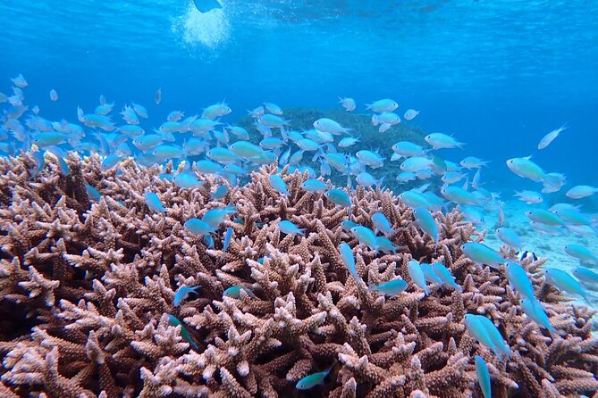[Miyako Island/Half Day] Sea Turtle Snorkeling - Who will enjoy this activity most
