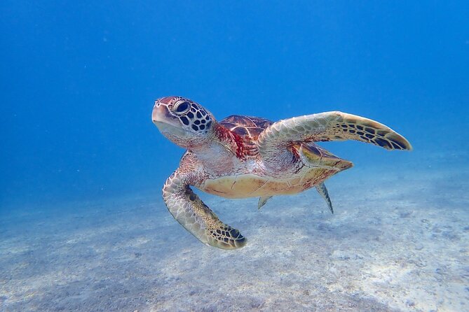 [Miyako Island/Half Day] Sea Turtle Snorkeling - What happens once you enter the water