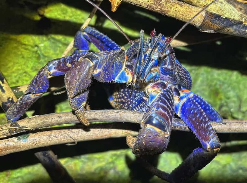 Miyako Island: Stars & Jungle Night Walking Tour - Who will enjoy the Miyakojima night walk?