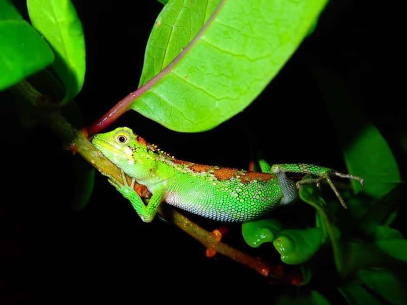Miyako Island: Stars & Jungle Night Walking Tour - Should you book it?