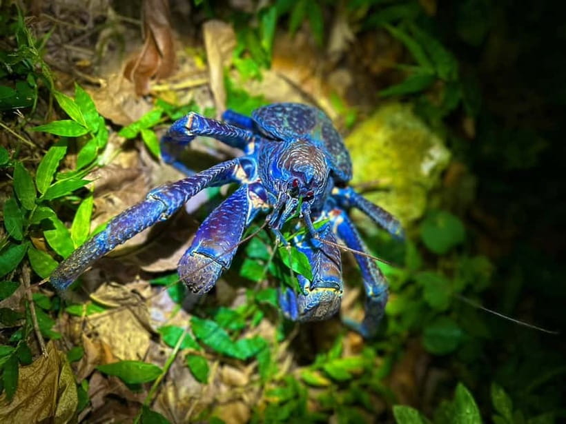Miyako Island: Stars & Jungle Night Walking Tour - What the hour-long walk is really like