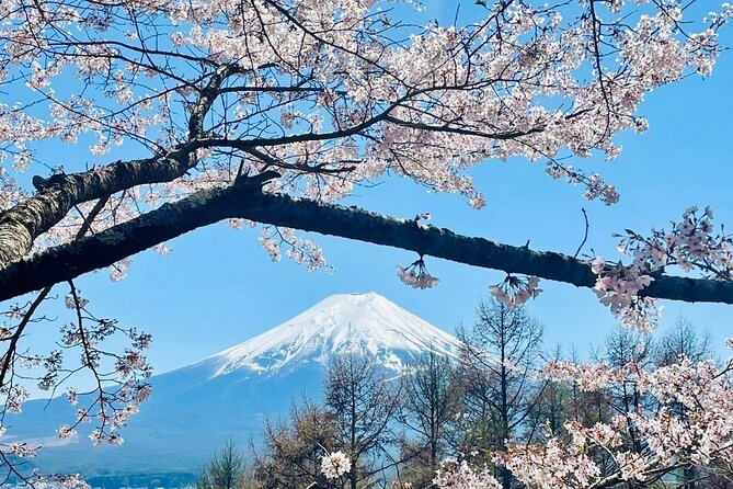 Mt. Fuji, Cherry Blossom & Shiba Sakura Pvt. Day Tour - Why a private car makes the Fuji day easier