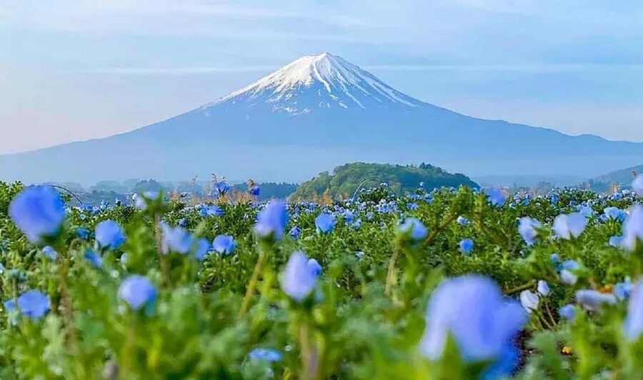 Mt. Fuji & Lake Kawaguchiko Ropeway Panorama Full-Day Tour - Why this Mt. Fuji day trip works