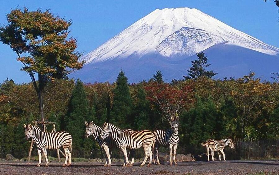Mt Fuji : Private 10-Hour Luxury Tour by Exclusive Car - At a glance: what matters most