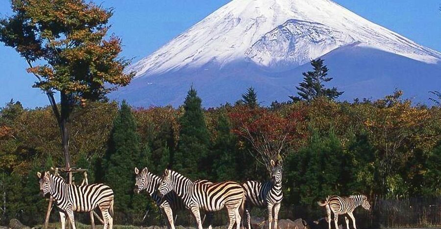 Mt Fuji : Private 10-Hour Luxury Tour by Exclusive Car - Why a private Mt Fuji day can be worth it