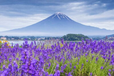 Mt Fuji Top 5 Spots Day Tour: Arakurayama Park,Oshino Hakkai