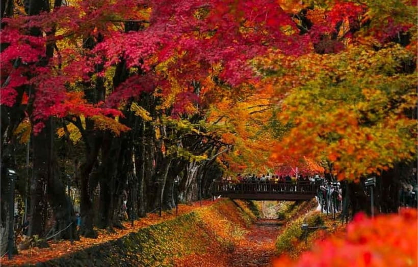 Mt Fuji Top 5 Spots Day Tour: Arakurayama Park,Oshino Hakkai - What the $53 price really covers