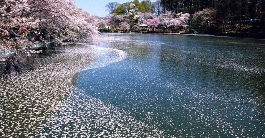 Nagano: 1-Day Snow Monkey & Cherry Blossom Tour in Spring - Key points to know before booking
