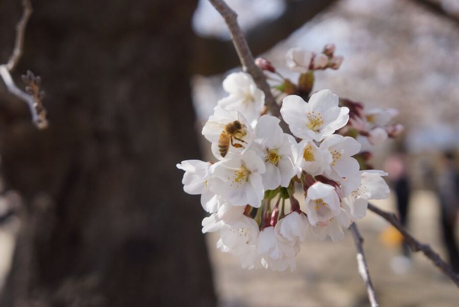Nagano: 1-Day Snow Monkey & Cherry Blossom Tour in Spring - Why this Nagano day trip works so well in April
