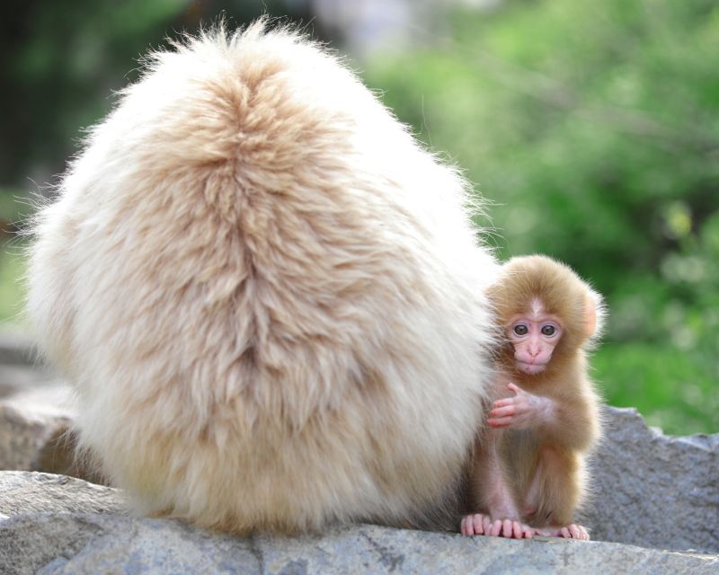 Nagano: 1-Day Snow Monkey & Cherry Blossom Tour in Spring - Walking into Jigokudani Monkey Park