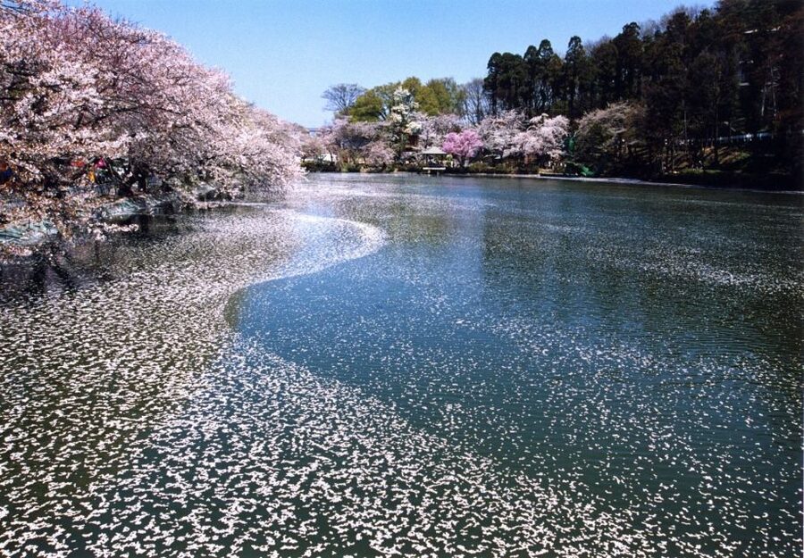 Nagano: 1-Day Snow Monkey & Cherry Blossom Tour in Spring - Is $135 a fair price?