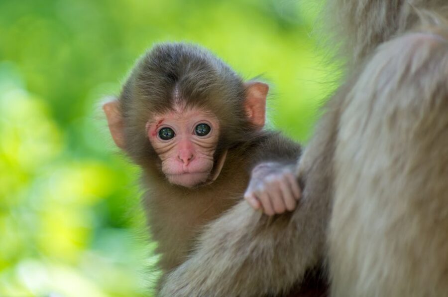 Nagano: 1-Day Snow Monkey & Cherry Blossom Tour in Spring - Meeting your guide at Nagano Station