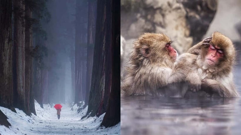 Nagano: Snow Monkeys & Togakushi Shrine Two-Spot in-One Day - Starting from Nagano or nearby