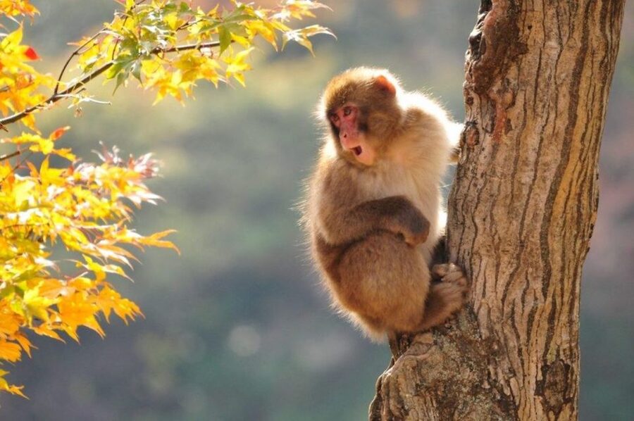 Nagano: Snow Monkeys, Zenkoji Temple & Sake Day Trip - Why this Nagano day trip works