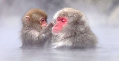 Snow Monkeys, Zenkoji Temple & Sake Day Trip