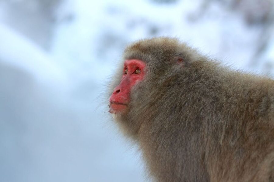Nagano: Snow Monkeys, Zenkoji Temple & Sake Day Trip - Lunch is more substantial than the schedule suggests