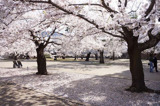 Nagano Spring: 1-Day Cherry Blossoms & Snow Monkeys Guided Tour - Why this Nagano day trip works so well