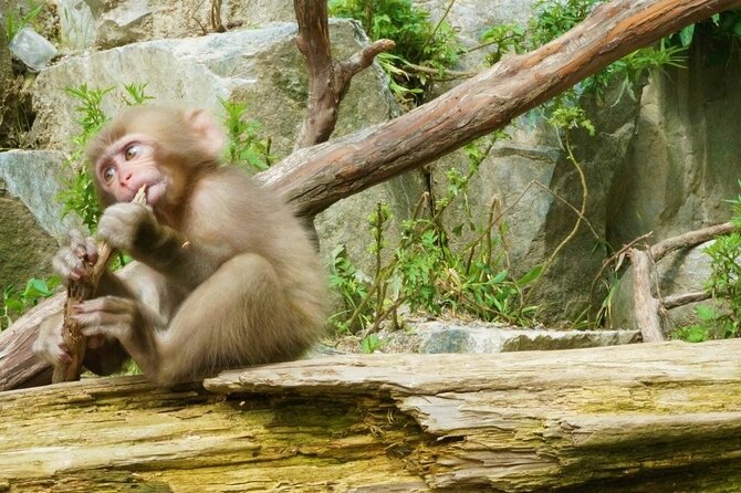 Nagano Spring: 1-Day Cherry Blossoms & Snow Monkeys Guided Tour - Lunch at Enza Cafe or Japanese Dining GOEN