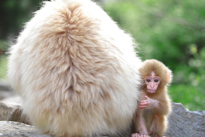 Nagano Spring: 1-Day Cherry Blossoms & Snow Monkeys Guided Tour - The afternoon hanami stop changes with the blooms