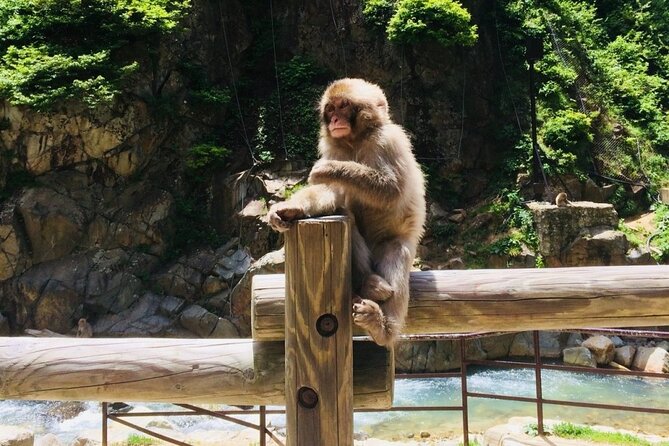 Nagano Spring: 1-Day Cherry Blossoms & Snow Monkeys Guided Tour - Who should choose this experience?