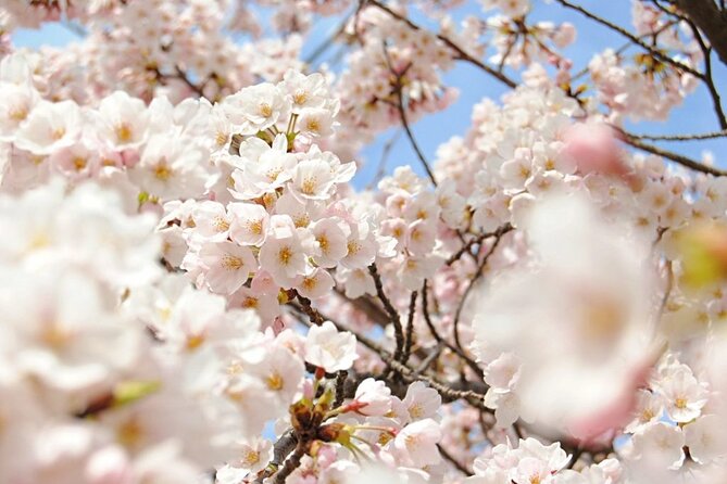 Nagano Spring: 1-Day Cherry Blossoms & Snow Monkeys Guided Tour - Meeting at Nagano Station at 9:35 a.m.