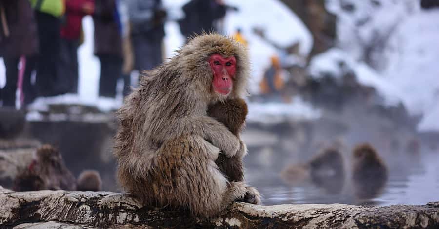 Nagano/Tokyo: Snow Monkey and Zenkoji Temple Private Tour - Key points before you book