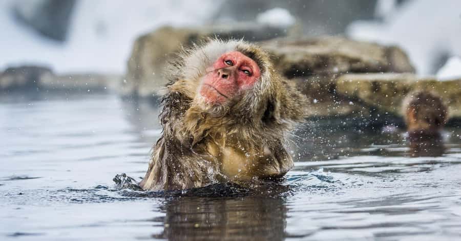 Nagano/Tokyo: Snow Monkey and Zenkoji Temple Private Tour - Price, comfort, and what is not covered