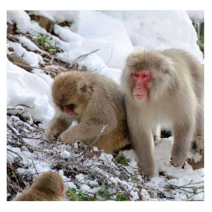 Nagano/Tokyo: Snow Monkey and Zenkoji Temple Private Tour - Why this Nagano day trip is worth considering