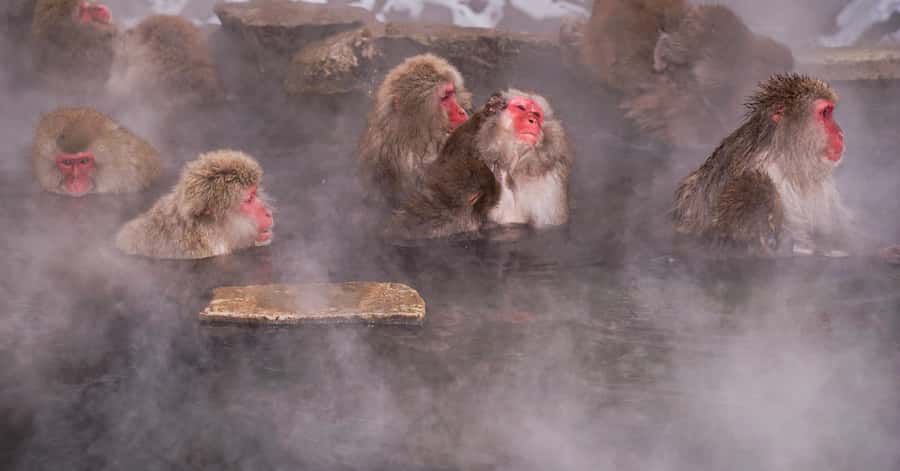 Nagano/Tokyo: Snow Monkey and Zenkoji Temple Private Tour - Zenkoji Temple, Nagano’s spiritual center