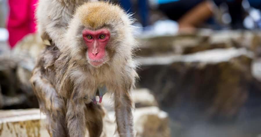 Nagano/Tokyo: Snow Monkey and Zenkoji Temple Private Tour - Obuse and the Hokusai connection
