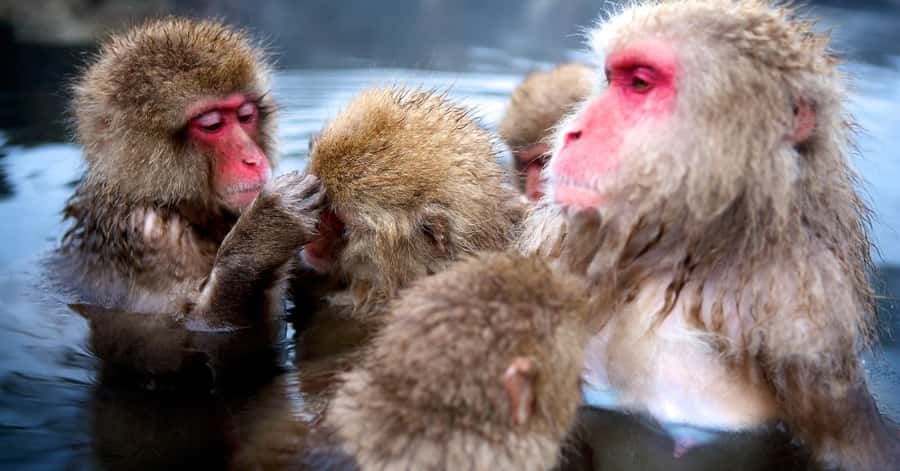 Nagano/Tokyo: Snow Monkey and Zenkoji Temple Private Tour - Shibu Onsen and Yamanochi