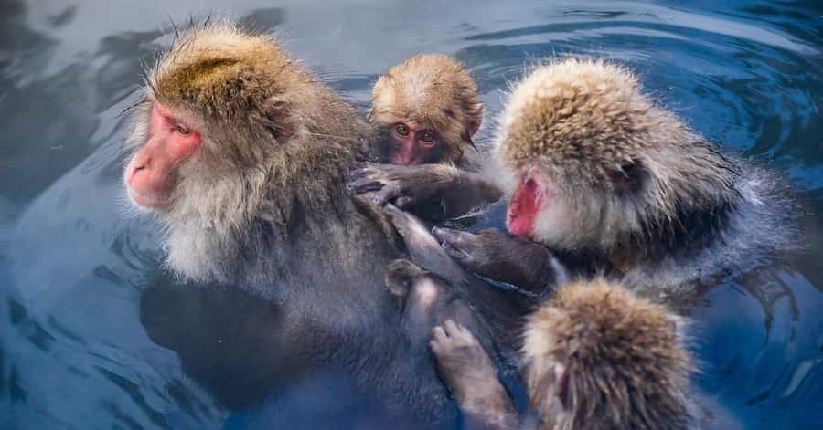 Nagano/Tokyo: Snow Monkey and Zenkoji Temple Private Tour - The route needs a realistic plan
