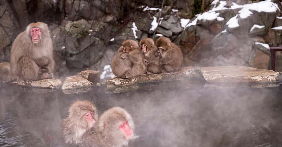 Nagano/Tokyo: Snow Monkey and Zenkoji Temple Private Tour - Getting from Tokyo to Jigokudani Monkey Park