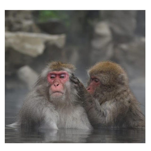 Nagano/Tokyo: Snow Monkey Private Day Tour At Lowest Rate - Matsushiro brings in the samurai era